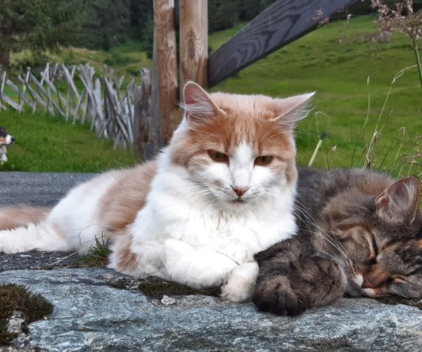 hof_im_feld_alpe_katzen