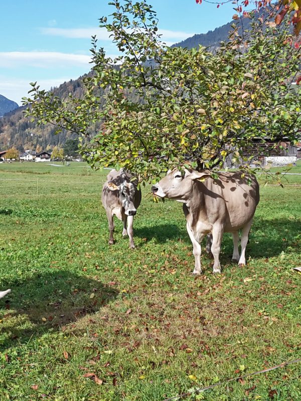 hof_im_feld_hofleben_weide